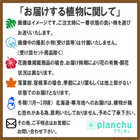 エアプランツ ティランジア ジュンシフォリア Sサイズ 1株 W4×H10cm前後 育て方説明書付き Tillandsia juncifolia エアープランツ チランジア