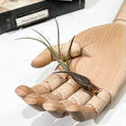 エアプランツ ティランジア ブッツィ Sサイズ 1株 W5×H10cm前後 育て方説明書付き Tillandsia butzii エアープランツ チランジア ブッチー