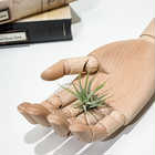 エアプランツ ティランジア イオナンタ 白花 Sサイズ 1株 W3×H3cm前後 育て方説明書付き Tillandsia ionantha ‘White Flower’ エアープランツ チランジア