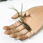 エアプランツ ティランジア ブッツィ Sサイズ 1株 W5×H10cm前後 育て方説明書付き Tillandsia butzii エアープランツ チランジア ブッチー