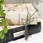 エアプランツ ティランジア ブッツィ Sサイズ 1株 W5×H10cm前後 育て方説明書付き Tillandsia butzii エアープランツ チランジア ブッチー
