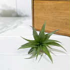 エアプランツ ティランジア カピタータ Sサイズ 1株 W4×H6cm前後 育て方説明書付き Tillandsia capitata エアープランツ チランジア