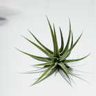 エアプランツ ティランジア イオナンタ 白花 Sサイズ 1株 W3×H3cm前後 育て方説明書付き Tillandsia ionantha ‘White Flower’ エアープランツ チランジア
