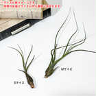エアプランツ ティランジア ブッツィ Sサイズ 1株 W5×H10cm前後 育て方説明書付き Tillandsia butzii エアープランツ チランジア ブッチー