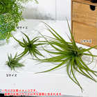 エアプランツ ティランジア カピタータ Sサイズ 1株 W4×H6cm前後 育て方説明書付き Tillandsia capitata エアープランツ チランジア