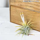 エアプランツ ティランジア イオナンタ 白花 Sサイズ 1株 W3×H3cm前後 育て方説明書付き Tillandsia ionantha ‘White Flower’ エアープランツ チランジア