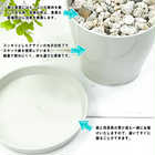 ヒメモンステラ 3.5号鉢 受け皿付き 育て方説明書付き Rhaphidophora tetrasperma ラフィドフォラ テトラスペルマ モンステラ アロイド
