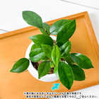 ガジュマル 3号丸鉢 受け皿付き 育て方説明書付き Ficus microcarpa フィカス ミクロカルパ 精霊の宿る木