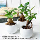 ガジュマル 3号丸鉢 受け皿付き 育て方説明書付き Ficus microcarpa フィカス ミクロカルパ 精霊の宿る木