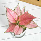アグラオネマ オースピシャスレッド 4号鉢 受け皿付き 育て方説明書付き Aglaonema ‘Auspicious Red’ 幸せを招くタイの宝石 アロイド