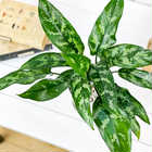 アグラオネマ マリア 4号鉢 受け皿付き 育て方説明書付き Aglaonema ‘Maria’ 幸せを招くタイの宝石 アロイド