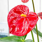 アンスリウム レッド 4号鉢 受け皿付き 育て方説明書付き Anthurium andraeanum cv. アンスリューム アロイド 鉢花