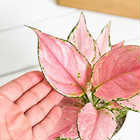 アグラオネマ オースピシャスレッド 4号鉢 受け皿付き 育て方説明書付き Aglaonema ‘Auspicious Red’ 幸せを招くタイの宝石 アロイド