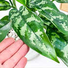 アグラオネマ マリア 4号鉢 受け皿付き 育て方説明書付き Aglaonema ‘Maria’ 幸せを招くタイの宝石 アロイド