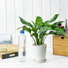 アグラオネマ マリア 4号鉢 受け皿付き 育て方説明書付き Aglaonema ‘Maria’ 幸せを招くタイの宝石 アロイド