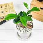 ガジュマル 4号樹脂鉢 ホワイト サスティー付き 受け皿付き 育て方説明書付き Ficus microcarpa フィカス ミクロカルパ 精霊の宿る木