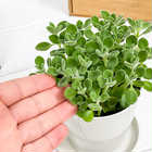 アロマティカス 3.5号鉢 受け皿付き 育て方説明書付き Plectranthus hadiensis プレクトランサス ハーブ苗 虫除け植物