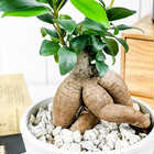 ガジュマル 4号樹脂鉢 ホワイト サスティー付き 受け皿付き 育て方説明書付き Ficus microcarpa フィカス ミクロカルパ 精霊の宿る木