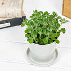 アロマティカス 3.5号鉢 受け皿付き 育て方説明書付き Plectranthus hadiensis プレクトランサス ハーブ苗 虫除け植物