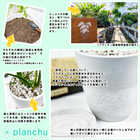 ガジュマル 4号樹脂鉢 ホワイト サスティー付き 受け皿付き 育て方説明書付き Ficus microcarpa フィカス ミクロカルパ 精霊の宿る木