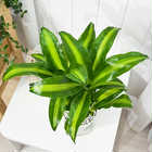 ドラセナ マッサンゲアナ 5号鉢 受け皿付き 育て方説明書付き Dracaena fragrans ‘Massangeana’ 幸福の木