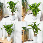 ドラセナ マッサンゲアナ 5号鉢 受け皿付き 育て方説明書付き Dracaena fragrans ‘Massangeana’ 幸福の木