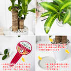 ドラセナ マッサンゲアナ 5号鉢 受け皿付き 育て方説明書付き Dracaena fragrans ‘Massangeana’ 幸福の木