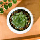 ハオルチア 光るオブツーサ 3号丸鉢 受け皿付き 育て方説明書付き Haworthia obutusa ‘Hikaru’