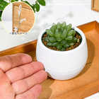 ハオルチア 光るオブツーサ 3号丸鉢 受け皿付き 育て方説明書付き Haworthia obutusa ‘Hikaru’