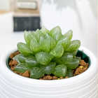 ハオルチア 光るオブツーサ 3号丸鉢 受け皿付き 育て方説明書付き Haworthia obutusa ‘Hikaru’