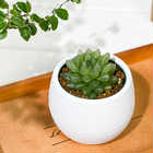 ハオルチア 光るオブツーサ 3号丸鉢 受け皿付き 育て方説明書付き Haworthia obutusa ‘Hikaru’