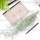 エアプランツ ティランジア ウスネオイデス 太葉 Mサイズ 1束 W8×H40cm前後 育て方説明書付き Tillandsia usneoides エアープランツ チランジア