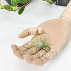 エアプランツ ティランジア フンキアナ Sサイズ 1株 W4×H5cm前後 育て方説明書付き Tillandsia funckiana エアープランツ チランジア