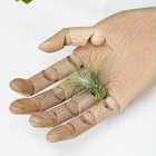 エアプランツ ティランジア フンキアナ Sサイズ 1株 W4×H5cm前後 育て方説明書付き Tillandsia funckiana エアープランツ チランジア