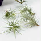 エアプランツ ティランジア フンキアナ Sサイズ 1株 W4×H5cm前後 育て方説明書付き Tillandsia funckiana エアープランツ チランジア