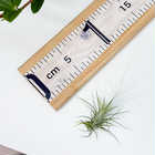 エアプランツ ティランジア フンキアナ Sサイズ 1株 W4×H5cm前後 育て方説明書付き Tillandsia funckiana エアープランツ チランジア