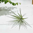 エアプランツ ティランジア コットンキャンディ ピンク Sサイズ 1株 W6×H6cm前後 育て方説明書付き Tillandsia ‘Houston Cotton Candy’ エアープランツ チランジア