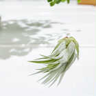 エアプランツ ティランジア コルビー Sサイズ 1株 W3×H5cm前後 育て方説明書付き Tillandsia scaposa スカポーサ エアープランツ チランジア