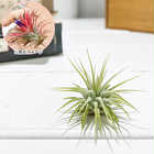 エアプランツ ティランジア イオナンタ Sサイズ 1株 W3×H3cm前後 育て方説明書付き Tillandsia ionantha エアープランツ チランジア