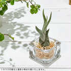 エアプランツ ティランジア カプトメデューサエ Sサイズ 1株 W3×H6cm前後 育て方説明書付き Tillandsia caput-medusae カプトメドゥーサエ エアープランツ チランジア