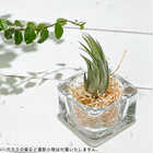 エアプランツ ティランジア コルビー Sサイズ 1株 W3×H5cm前後 育て方説明書付き Tillandsia scaposa スカポーサ エアープランツ チランジア