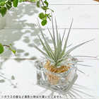 エアプランツ ティランジア コットンキャンディ ピンク Sサイズ 1株 W6×H6cm前後 育て方説明書付き Tillandsia ‘Houston Cotton Candy’ エアープランツ チランジア