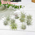エアプランツ ティランジア イオナンタ Sサイズ 1株 W3×H3cm前後 育て方説明書付き Tillandsia ionantha エアープランツ チランジア