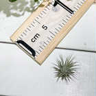 エアプランツ ティランジア イオナンタ Sサイズ 1株 W3×H3cm前後 育て方説明書付き Tillandsia ionantha エアープランツ チランジア