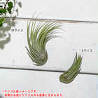 エアプランツ ティランジア コルビー Sサイズ 1株 W3×H5cm前後 育て方説明書付き Tillandsia scaposa スカポーサ エアープランツ チランジア