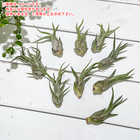 エアプランツ ティランジア カプトメデューサエ Sサイズ 1株 W3×H6cm前後 育て方説明書付き Tillandsia caput-medusae カプトメドゥーサエ エアープランツ チランジア