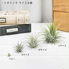 エアプランツ ティランジア イオナンタ Sサイズ 1株 W3×H3cm前後 育て方説明書付き Tillandsia ionantha エアープランツ チランジア