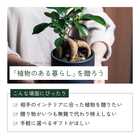 ガジュマル4号サイズ 選べる鉢のギフトセット