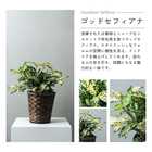 選べる6号鉢と鉢カバーのセット