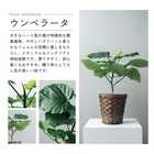 選べる6号鉢と鉢カバーのセット